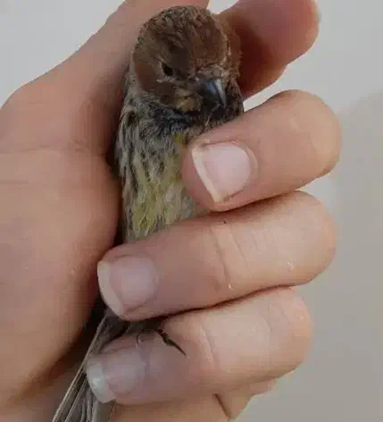 گلبسر سهره قناری|پرنده|پردیس, فاز ۳|دیوار