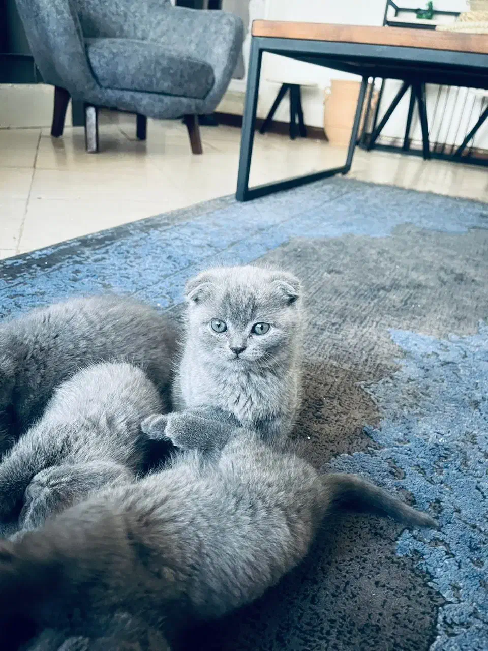 گربه اسکاتیش اصیل|گربه|کرمان, |دیوار