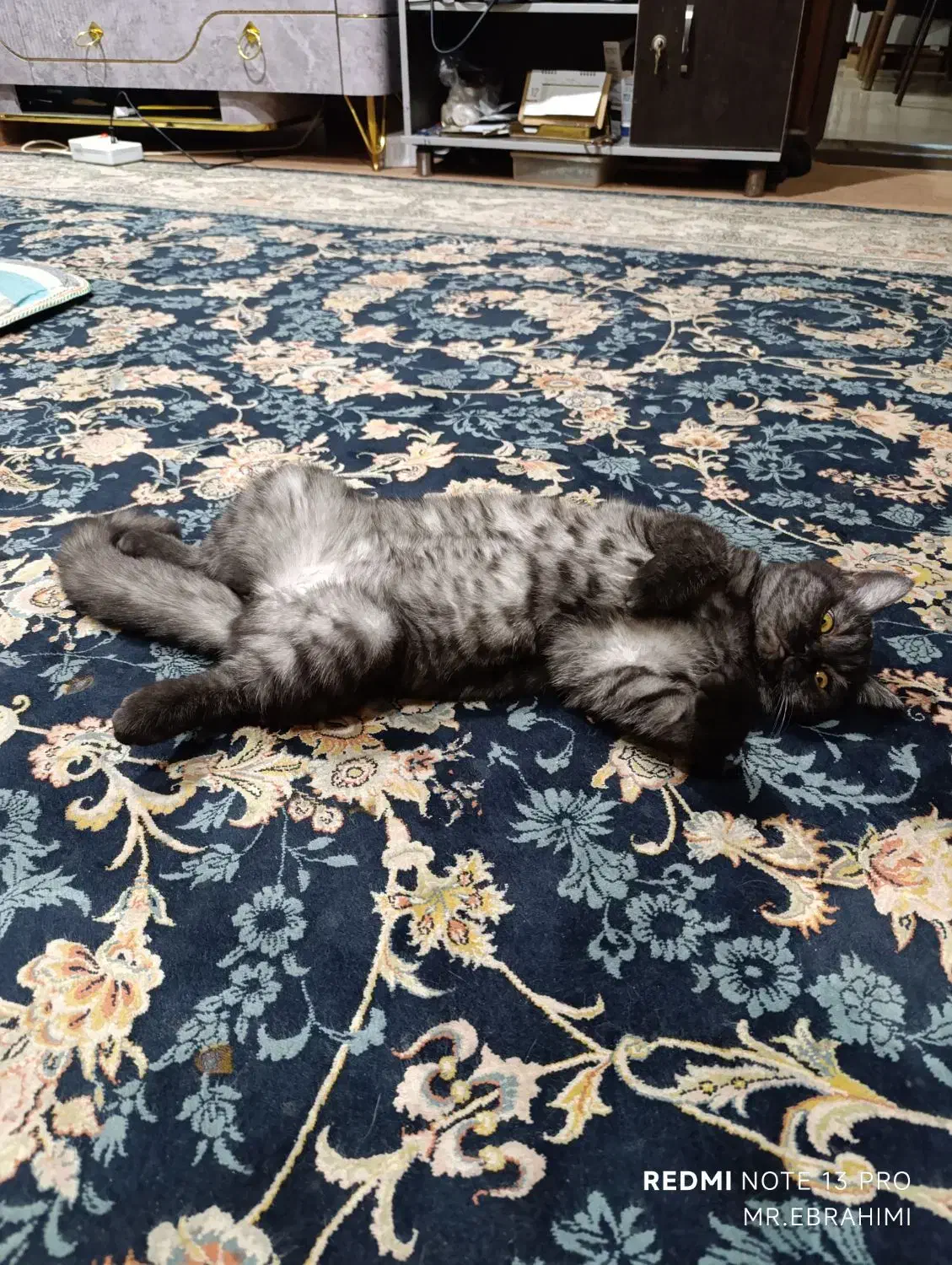 گربه ماده اسکاتیش|گربه|یزد, |دیوار