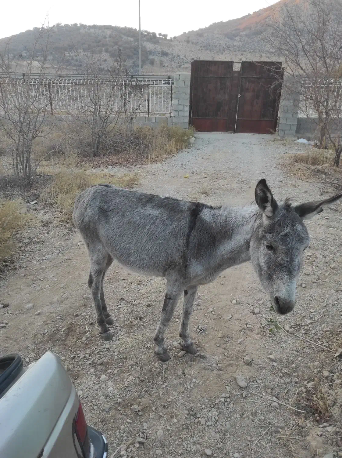 اولاق جوان|حیوانات مزرعه|شیراز, تندگویان|دیوار