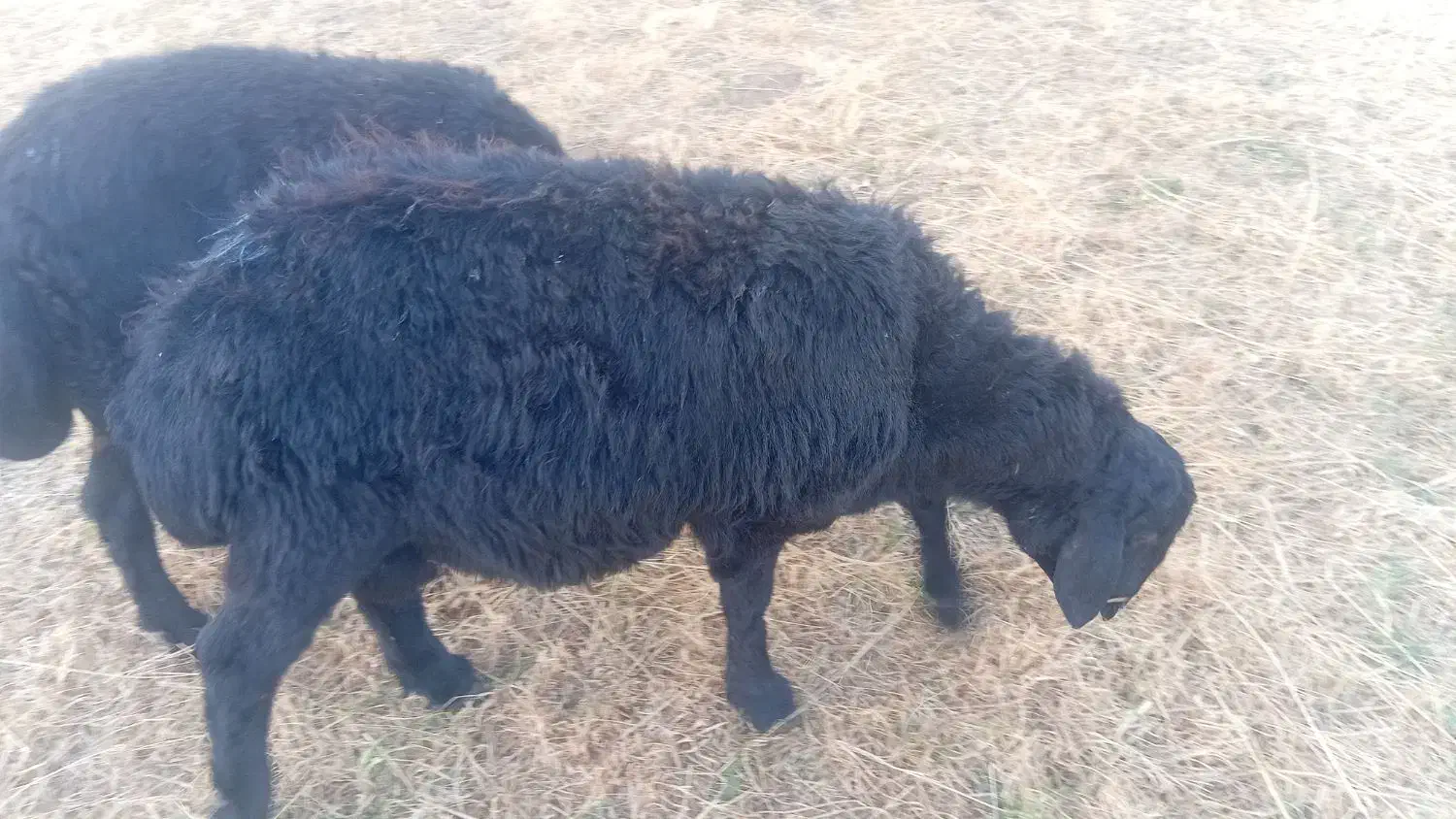 قوچ|حیوانات مزرعه|قره پشتلو, |دیوار