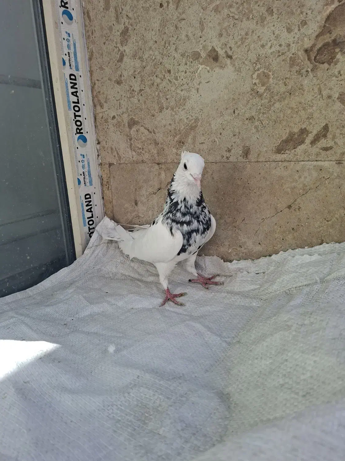 کبوتر طوقی|پرنده|قم, انسجام|دیوار