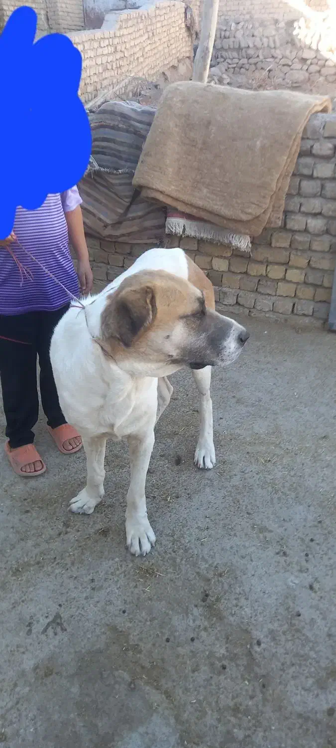 حیوانات مزرعه|حیوانات مزرعه|آبکوه, |دیوار