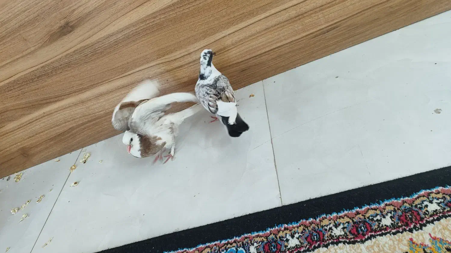 کفتر جوجه|پرنده|شاهرود, |دیوار