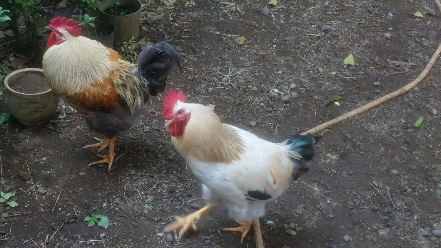 مرغ و خروس|حیوانات مزرعه|چابکسر, |دیوار