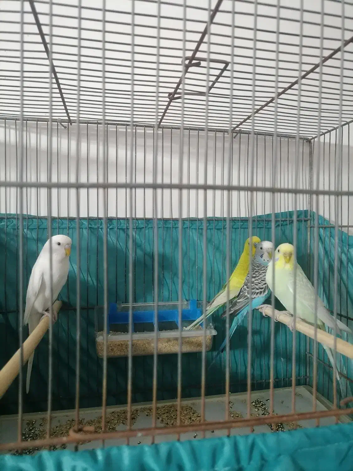 دو جفت مرغ عشق بالغ و مولد|پرنده|قم, شهرک سازمان آب|دیوار