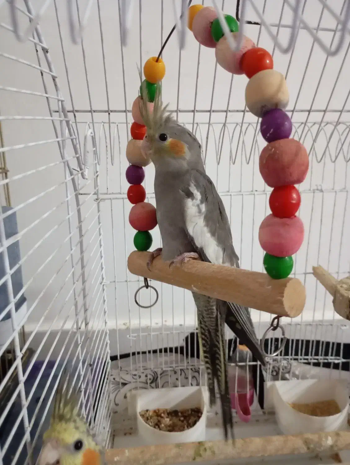 عروس هلندی دوماهه دونخور|پرنده|لاهیجان, آهندان|دیوار