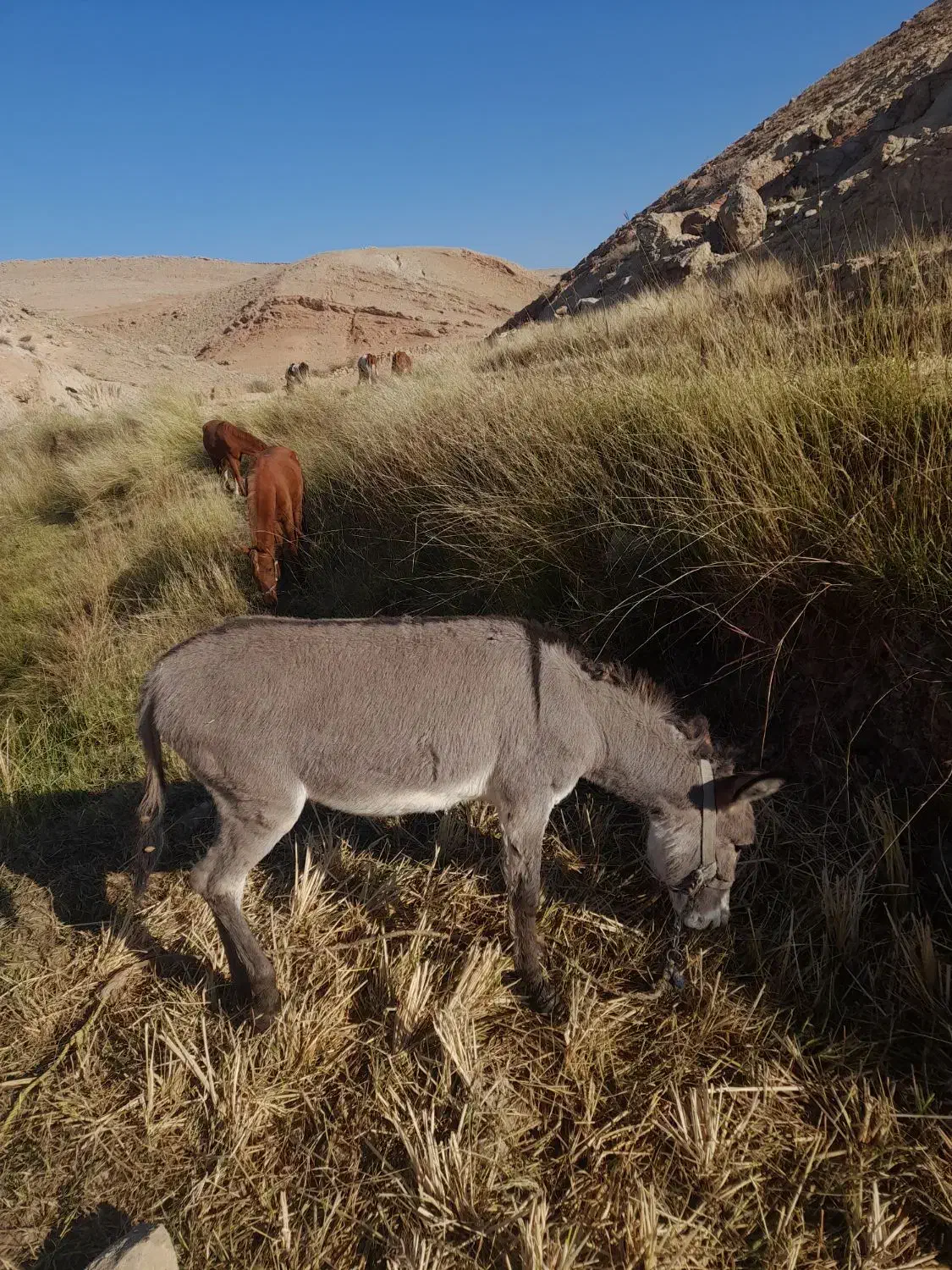 حیوان|حیوانات مزرعه|ایذه, |دیوار