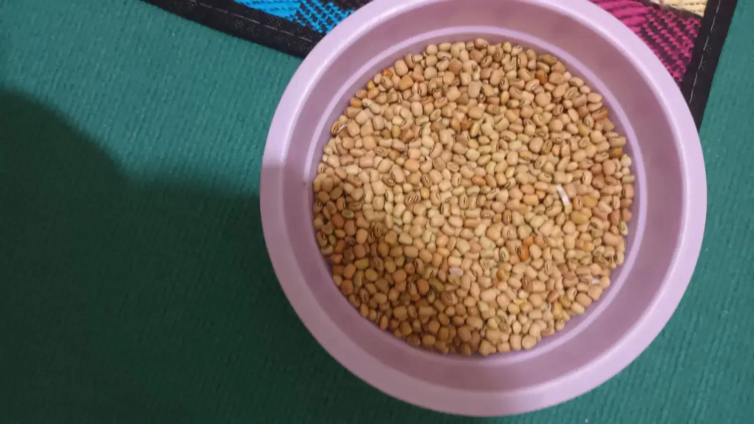 فروش فوری لوبیا روغنی وچشم بلبلی تازه و ارگانیک|خوردنی و آشامیدنی|دره شهر, |دیوار