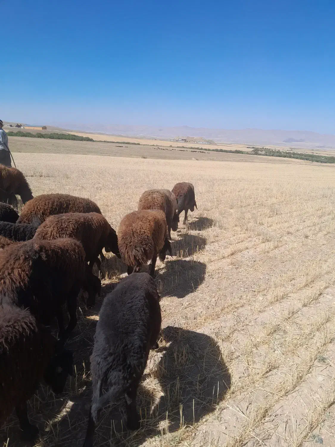 بره|حیوانات مزرعه|باغ حلی, |دیوار