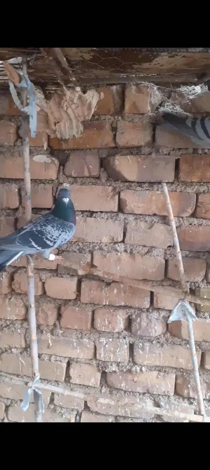 کفتر سبز|پرنده|صفی آباد, |دیوار