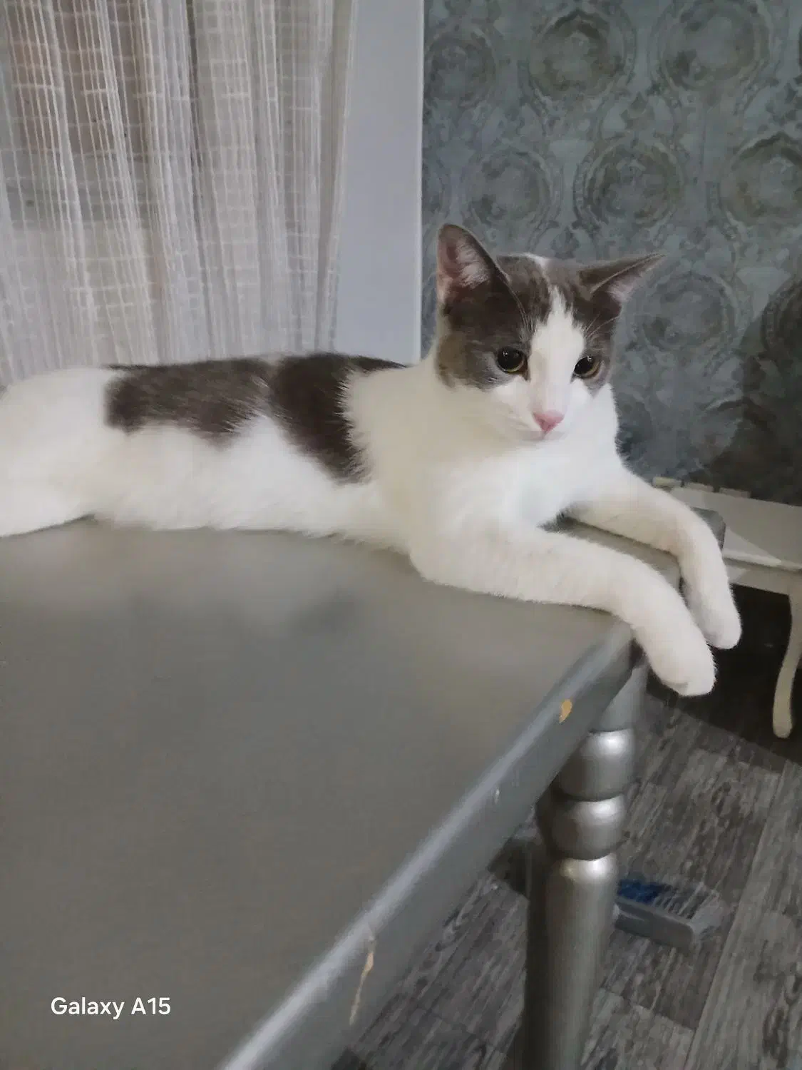 واگذاری گربه رایگان|گربه|تهران, زیبادشت|دیوار