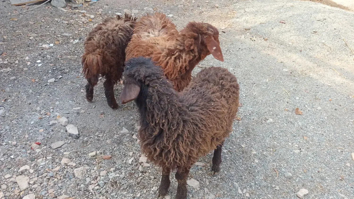 بره میش بز بزغاله|حیوانات مزرعه|اصفهان, دهنو|دیوار