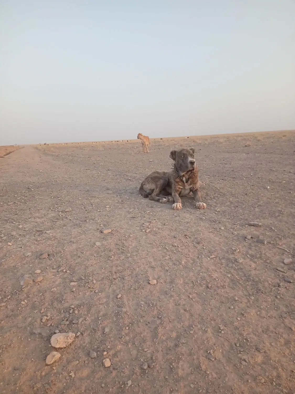 حیوان|سگ|جلگه زوزن, |دیوار
