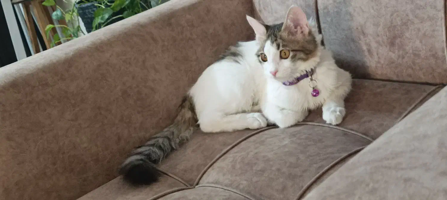 واگذاری گربه|گربه|شهریار, شهرک شاهد|دیوار