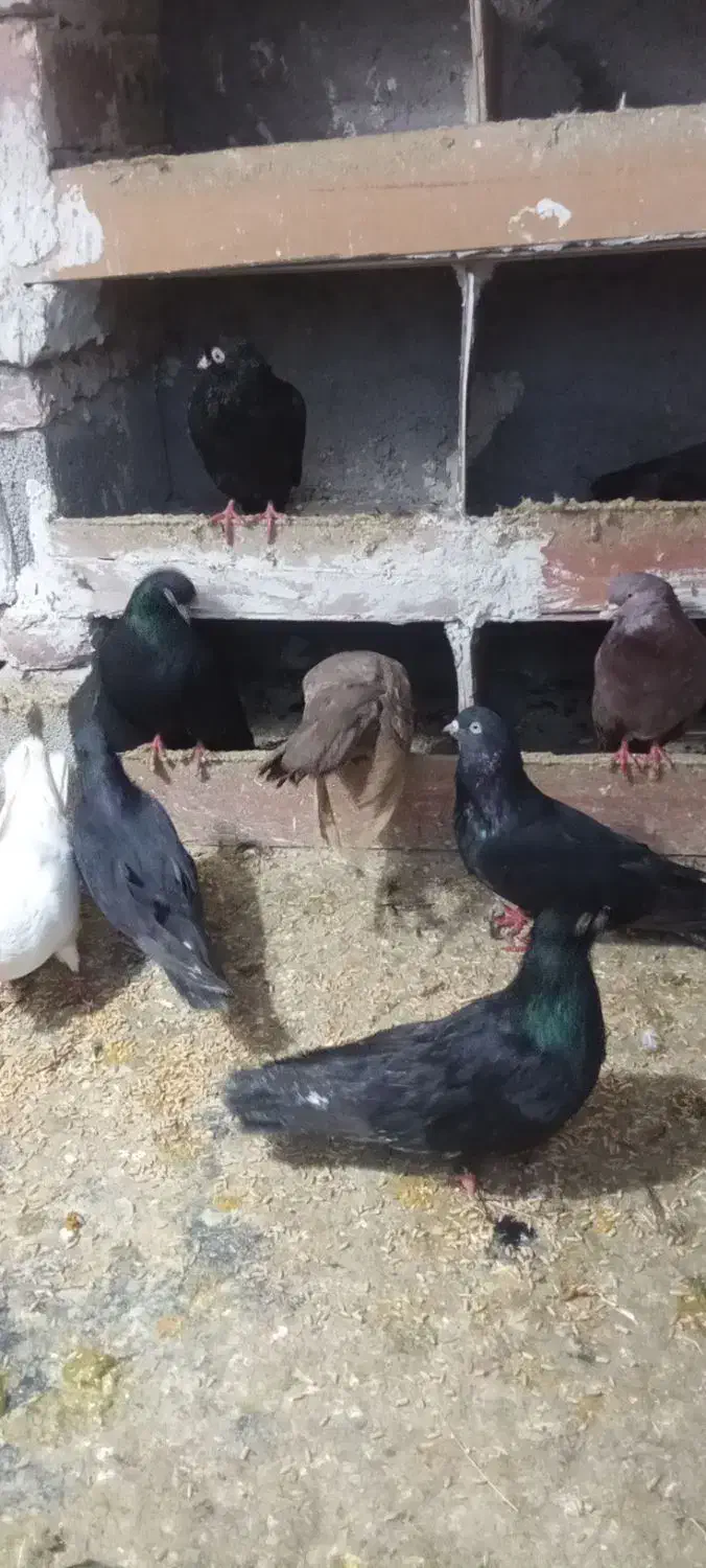 کبوتر|پرنده|بستان آباد, |دیوار