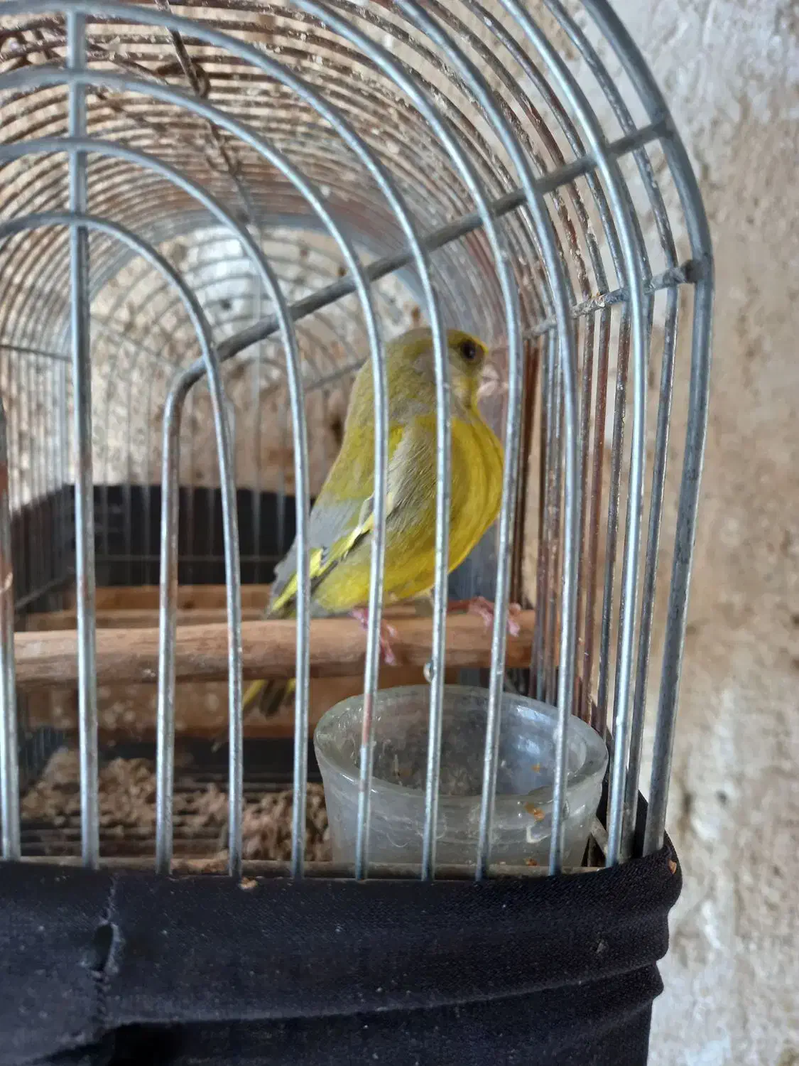 فروش سهره سبز نر درشت رام رام|پرنده|کازرون, |دیوار