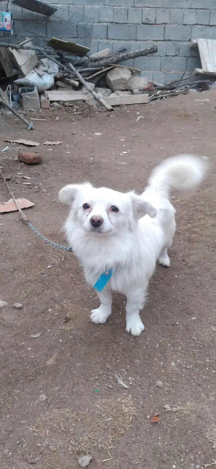 پاکوتاخانگی|سگ|مراغه, |دیوار