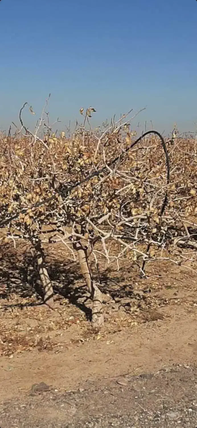 ۳حبه اب شیرین ازتلبه الله ابادجنب ثبت احوال زیرقی|فروش دفتر صنعتی، کشاورزی، تجاری|رفسنجان, |دیوار