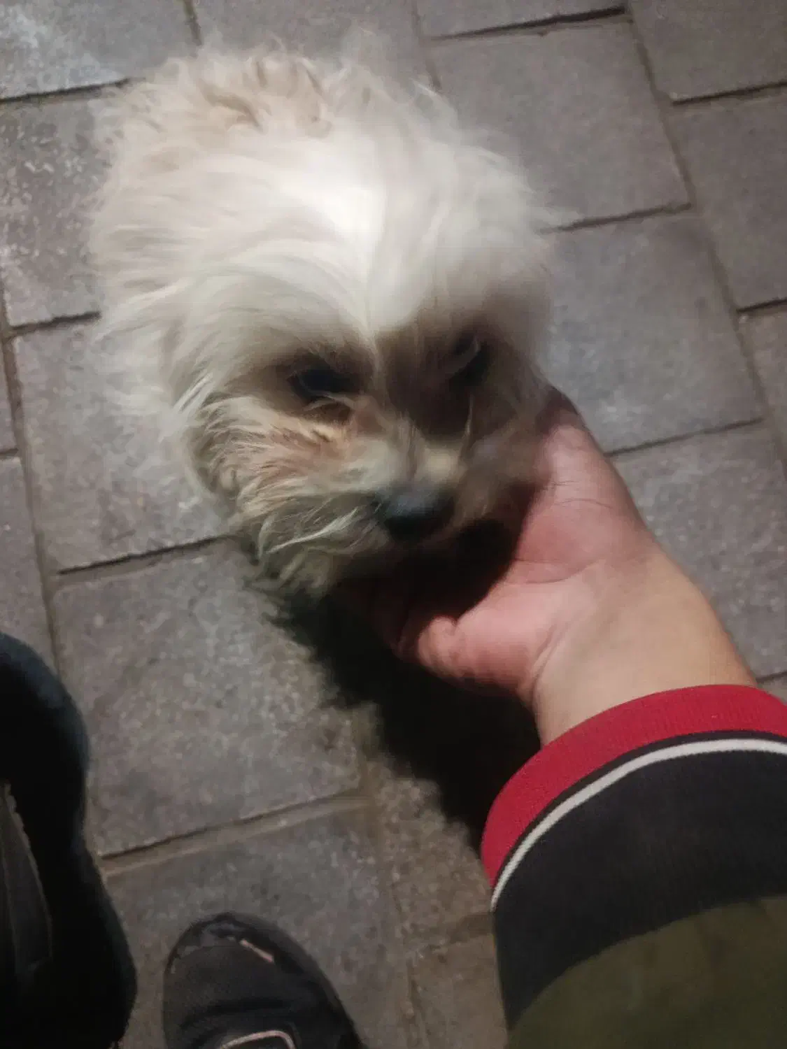 سگ خانگی|سگ|تهران, نیروی هوایی (پیروزی)|دیوار