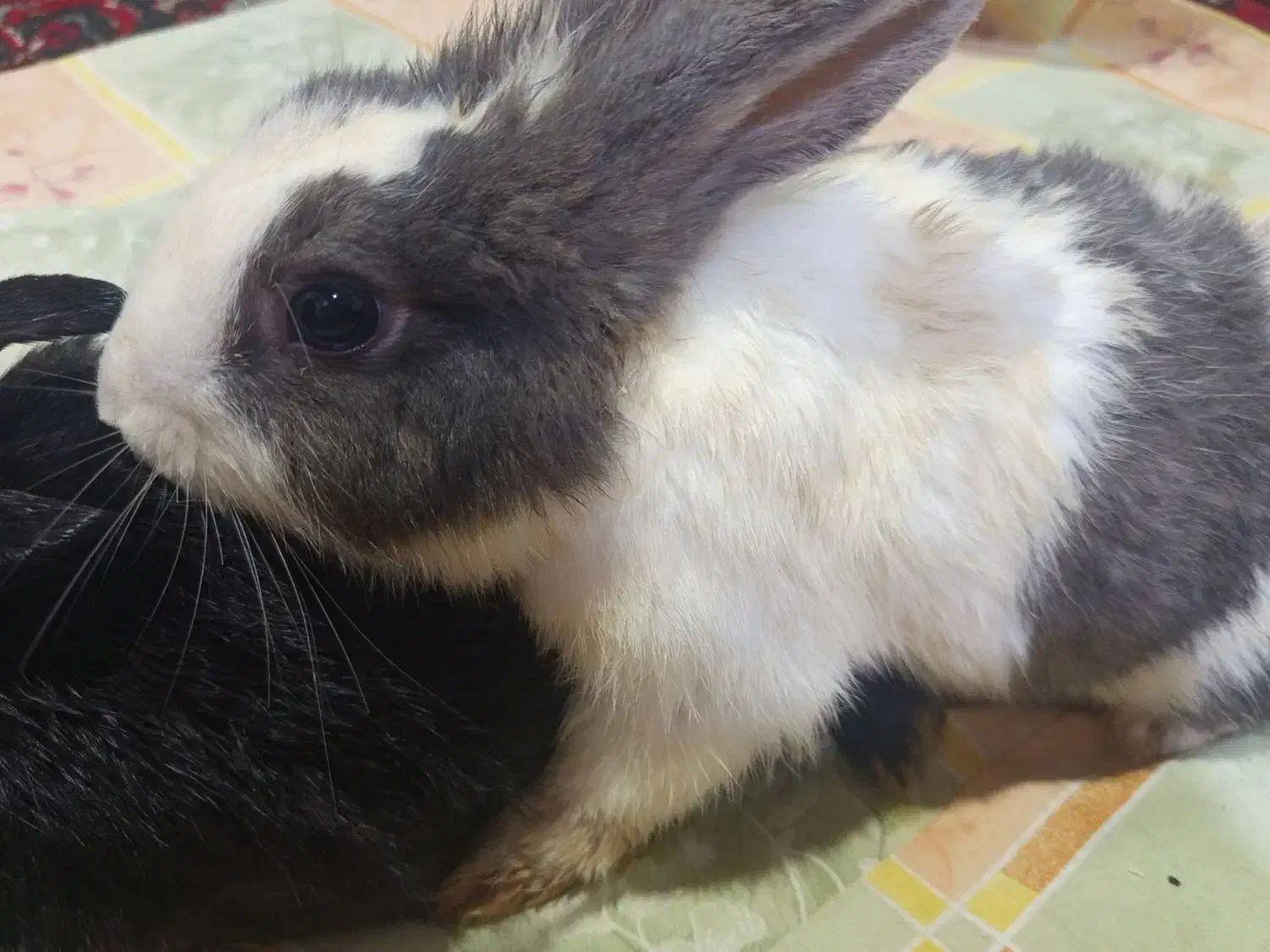 فروش خرگوش|موش و خرگوش|پلدشت, |دیوار