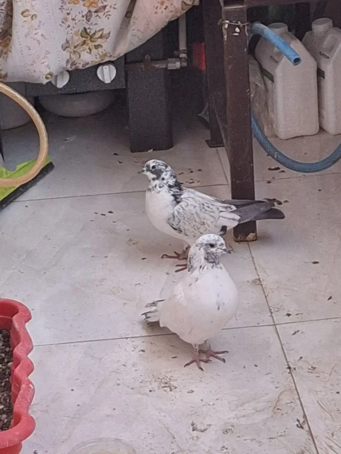 کبوتر|پرنده|شاهین‌شهر, فدک|دیوار