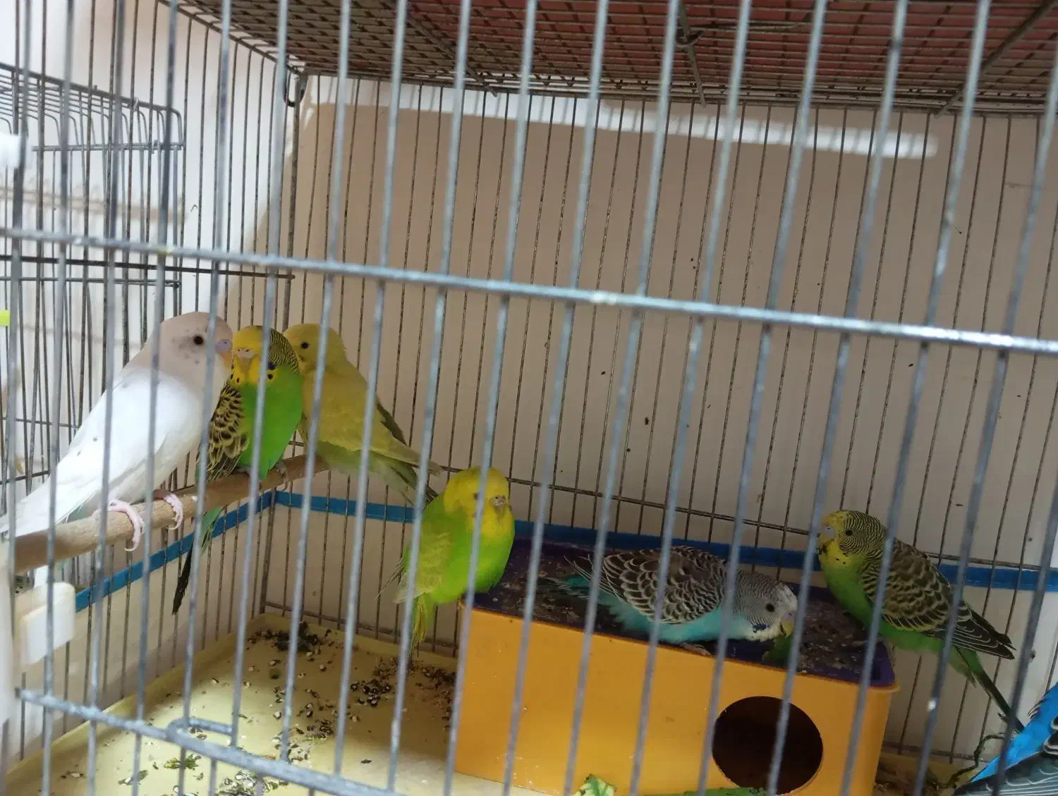 مرغ عشق نر و ماده|پرنده|شیراز, جانبازان|دیوار