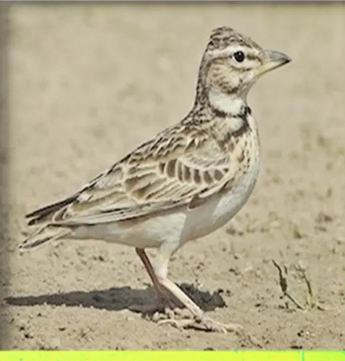 قناری|پرنده|مسجد سلیمان, |دیوار