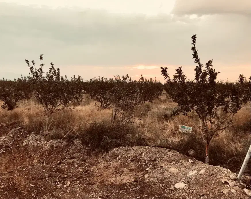 فروش باغ شهر یاوران سهرین 1300 متری|فروش زمین و ملک کلنگی|قره پشتلو, |دیوار