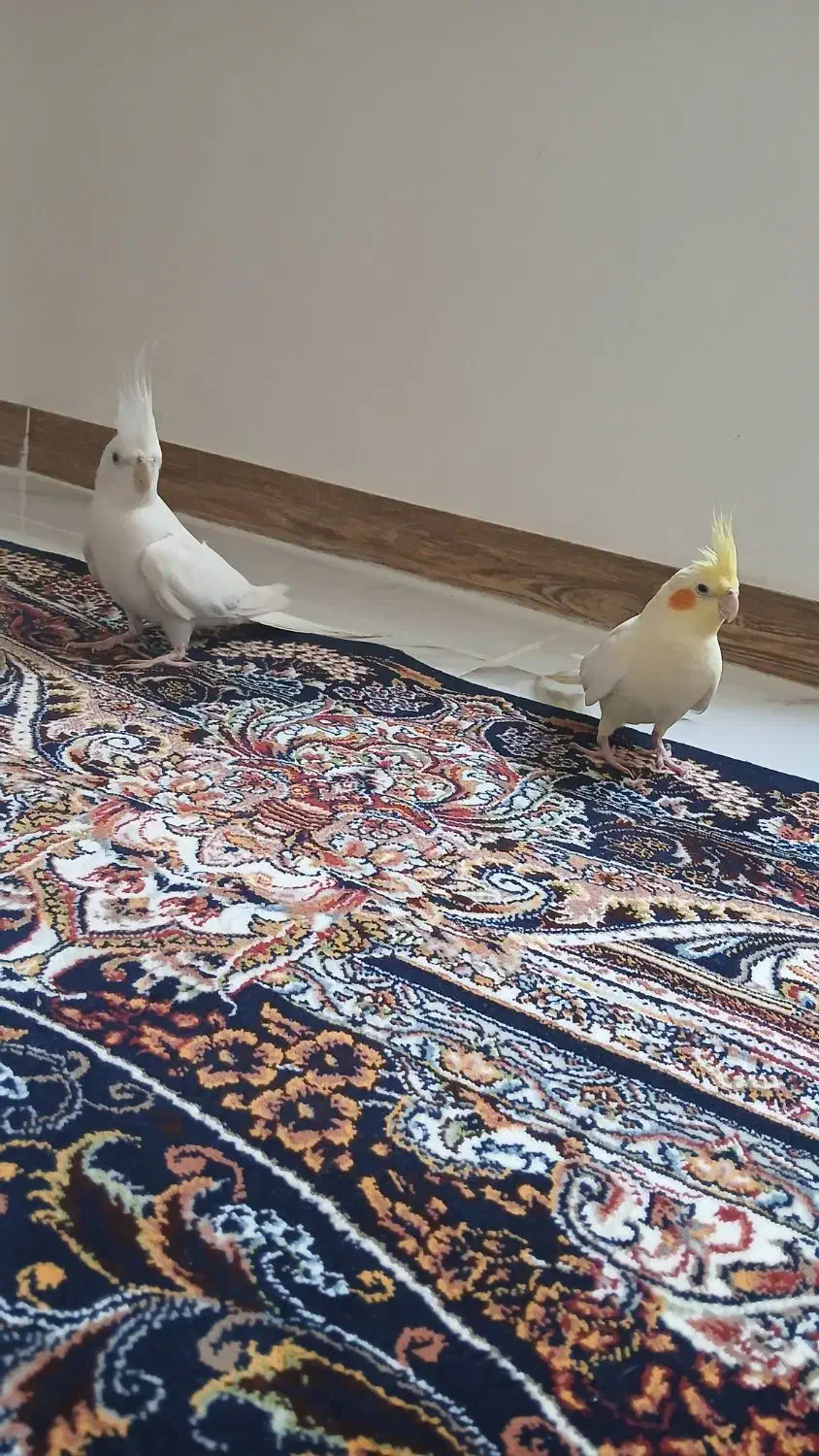 عروس هلندی مولد زیبا|پرنده|سقز, |دیوار