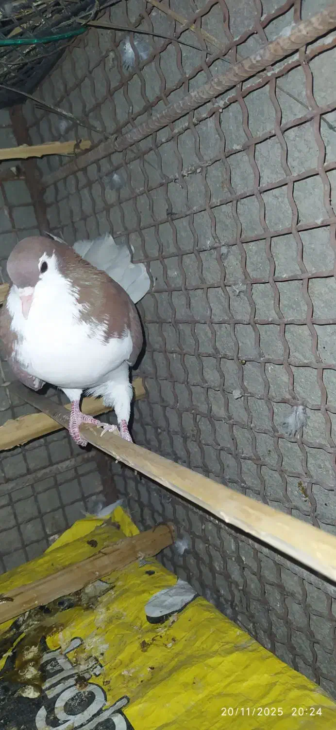 کبوتر فروشی|پرنده|سراوان, |دیوار