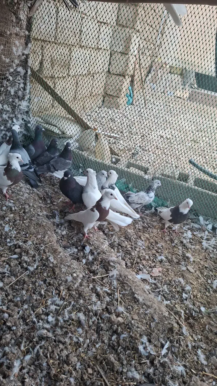 کبوتر|پرنده|هندیجان, |دیوار