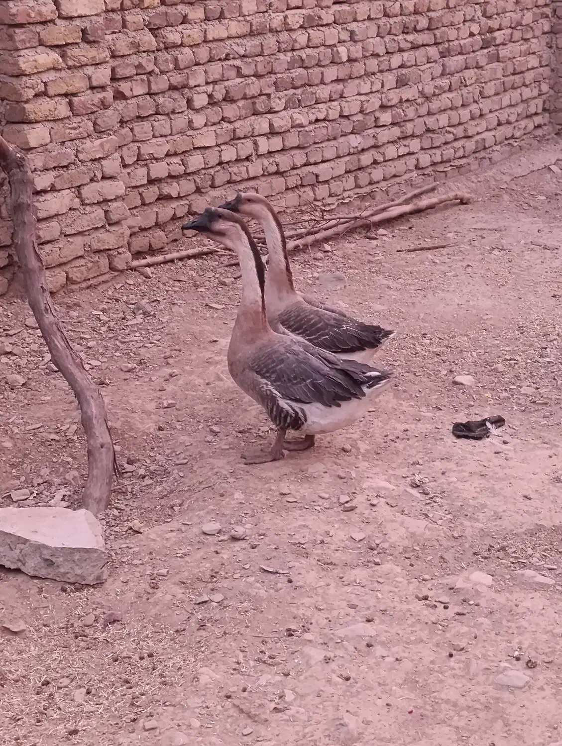 فروش یک جفت قوقاز اصل|حیوانات مزرعه|اسدآباد, |دیوار