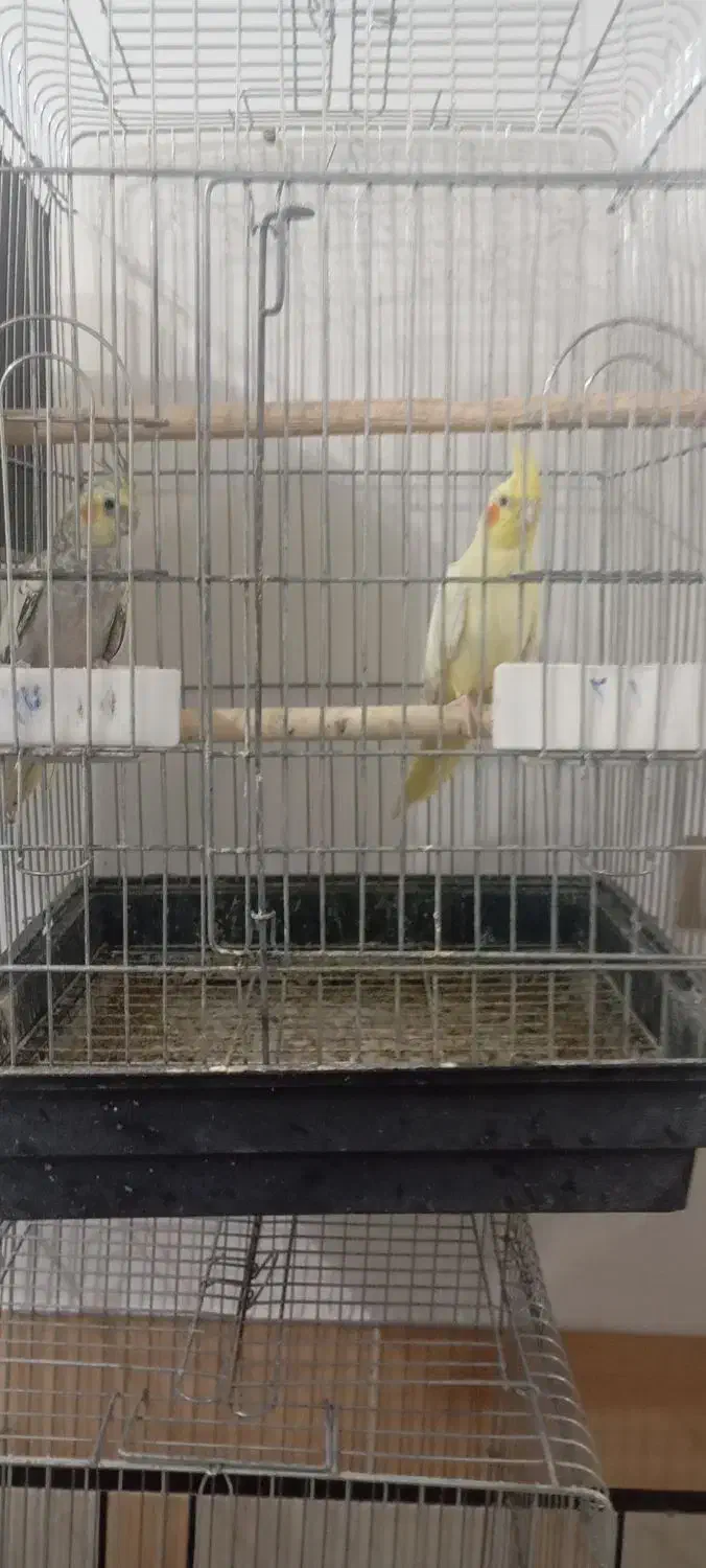 عروس هلندی|پرنده|دزفول, |دیوار