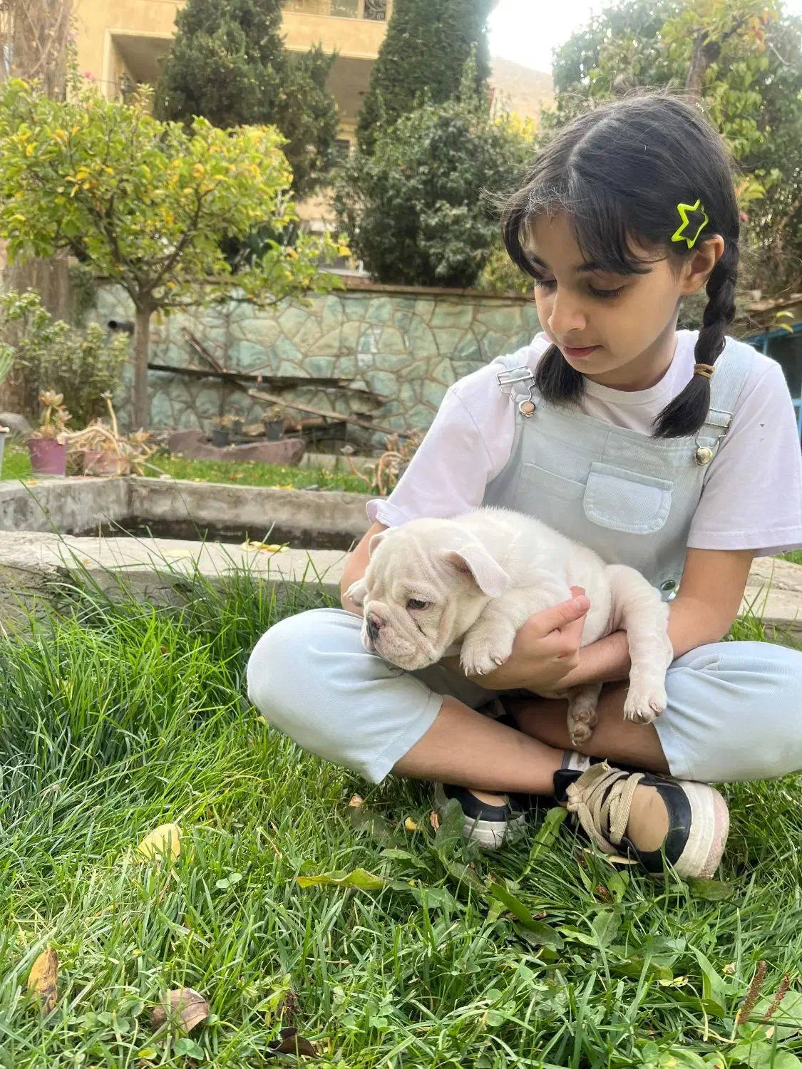 سگ انگلیش بولداگ اصیل دوماه|سگ|لواسان, |دیوار