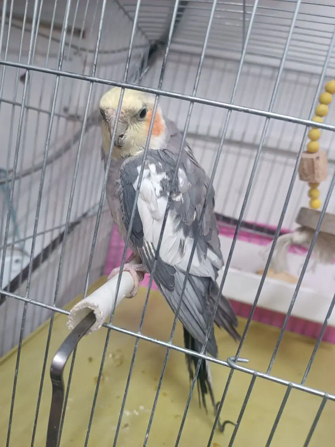 عروس هلندی باهوش جفت|پرنده|کشاورز, |دیوار