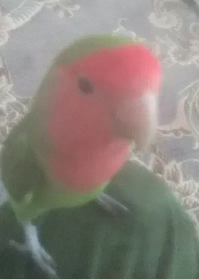 کوتوله برزیلی دستی|پرنده|قم, پردیسان|دیوار