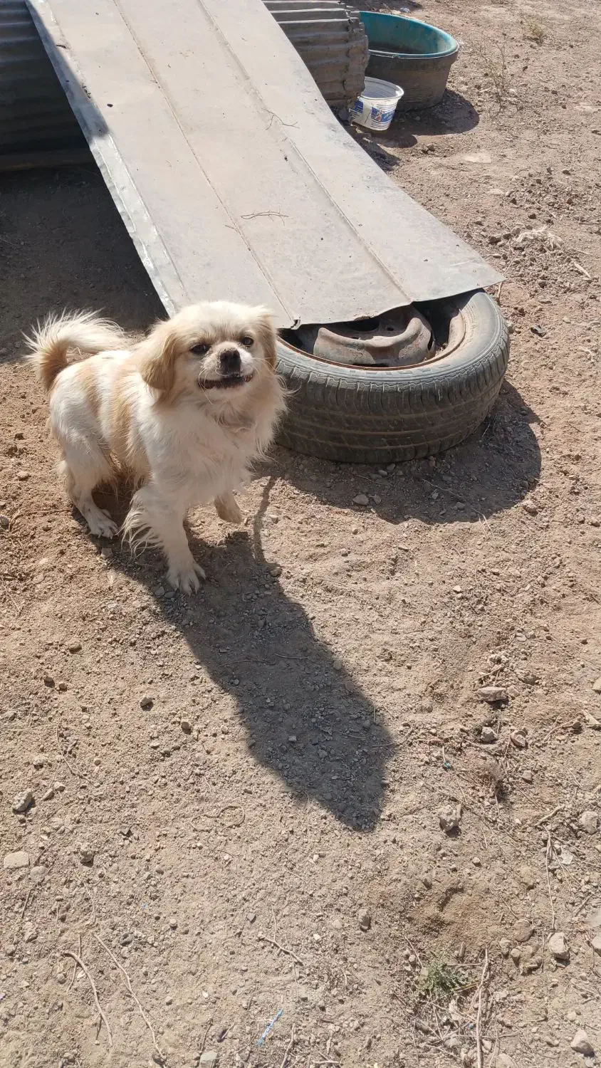 واگذاری سگ پاپی نژاددار|سگ|برخوار, |دیوار