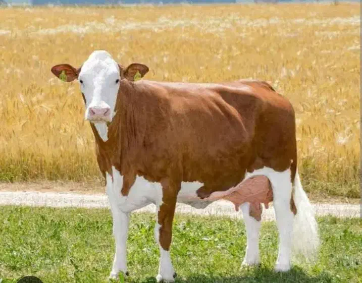 تلقیح مصنوعی گاو|خدمات پیشه و مهارت|هلالی, |دیوار