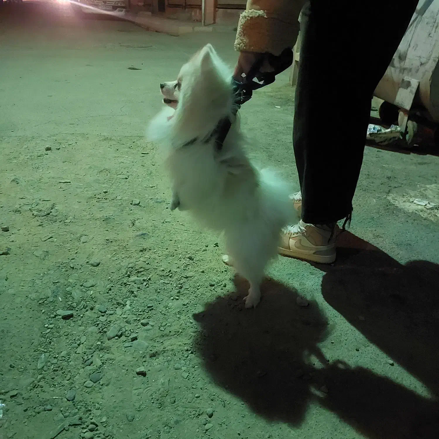 سگ پامرین اصیل|سگ|پیشوا, |دیوار