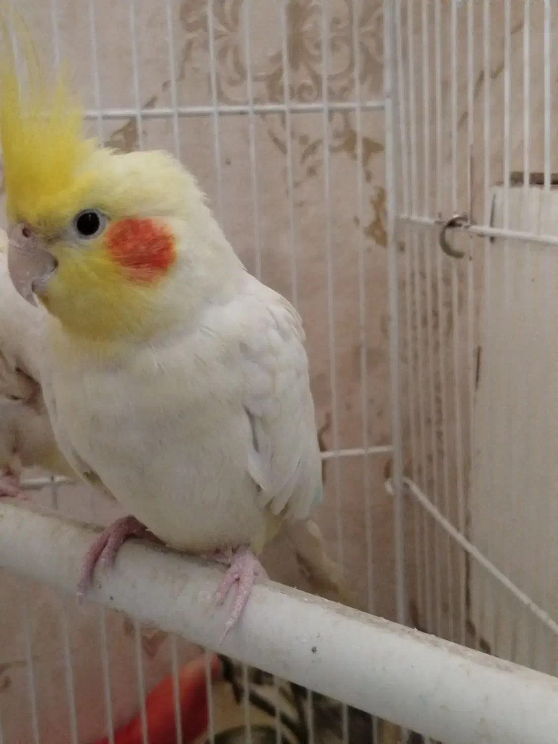 عروس هلندی نر|پرنده|مشهد, قائم|دیوار