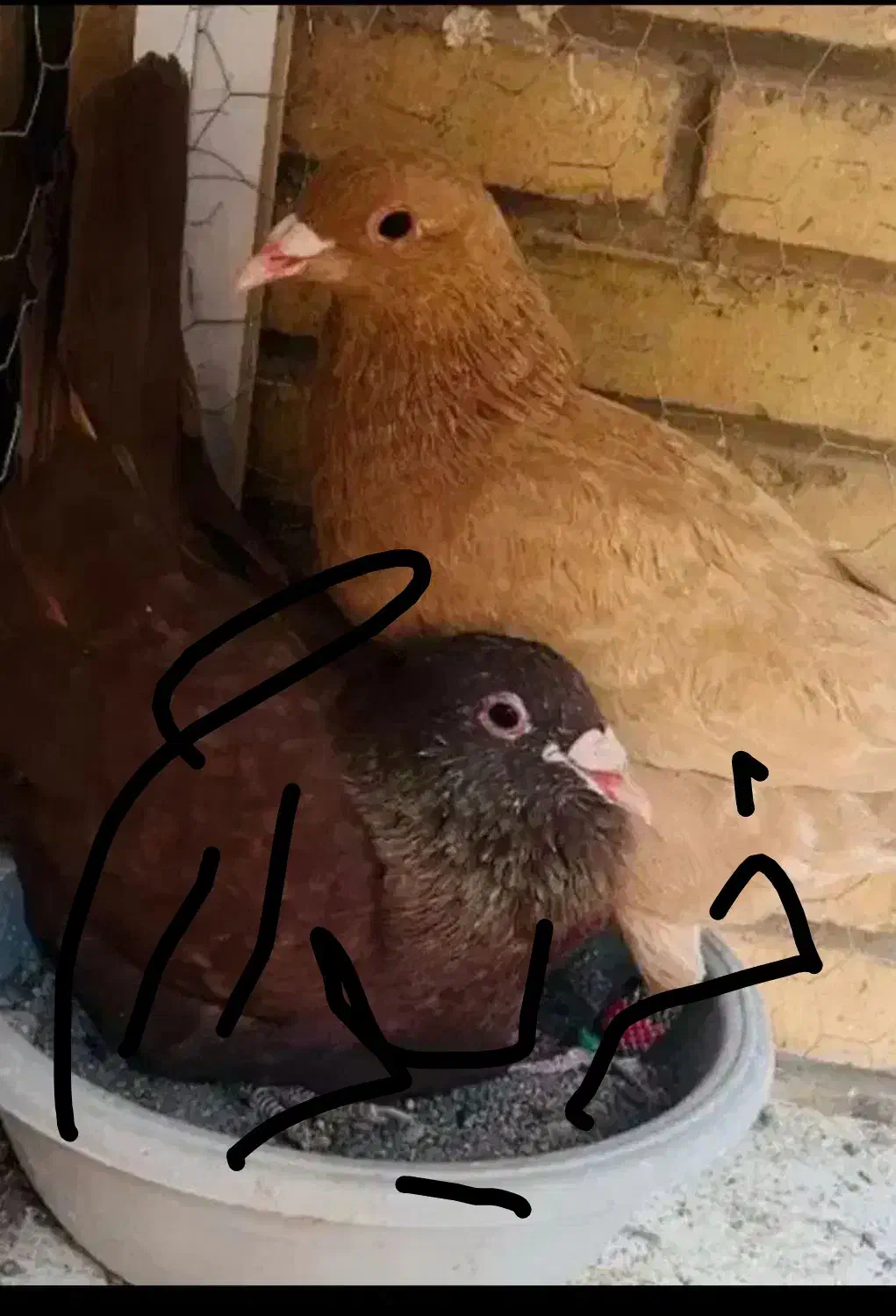 سرخ زرد کرمانی|پرنده|زابل, |دیوار