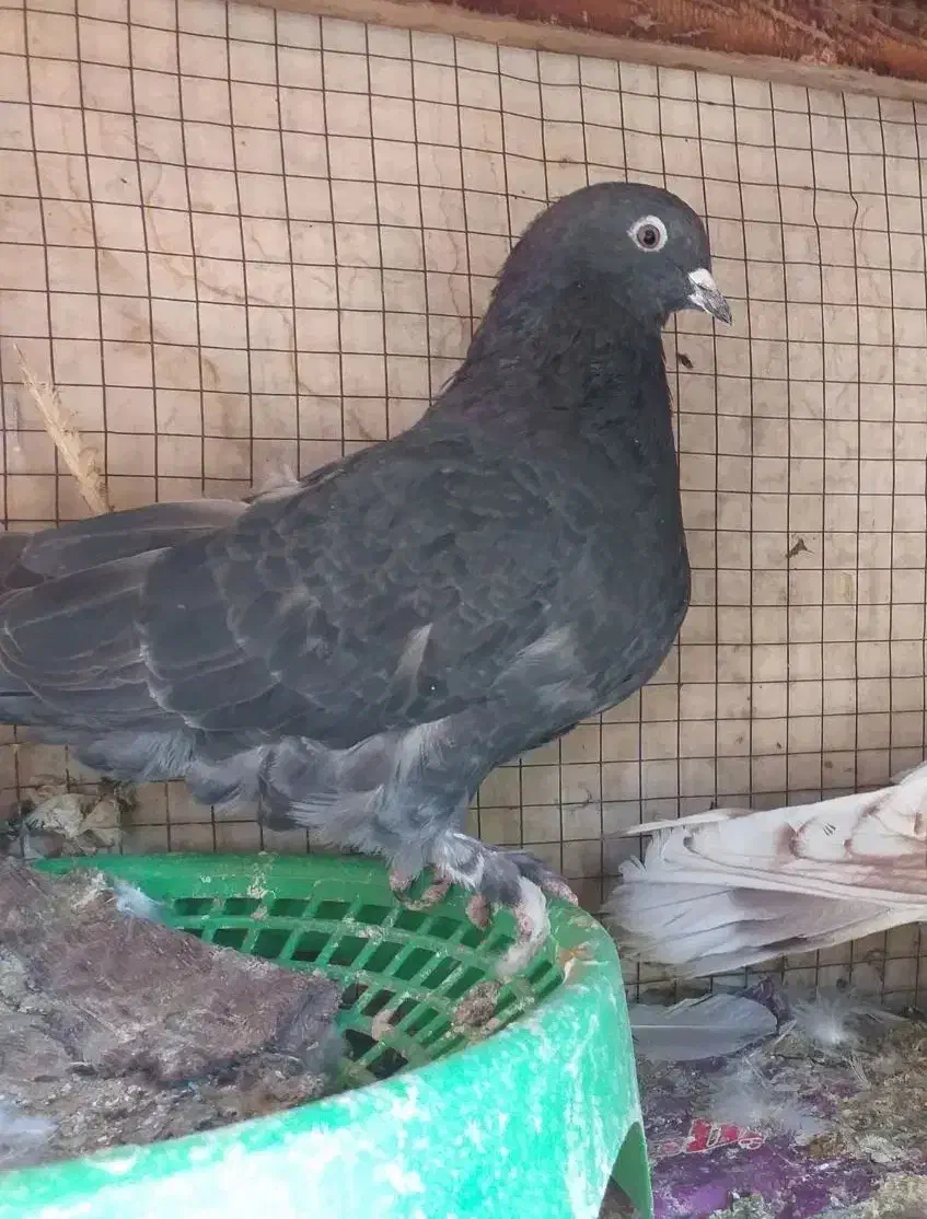 کفترتعداد۶طوق مفلق و بالغ پرشی|پرنده|فولادشهر, A4|دیوار