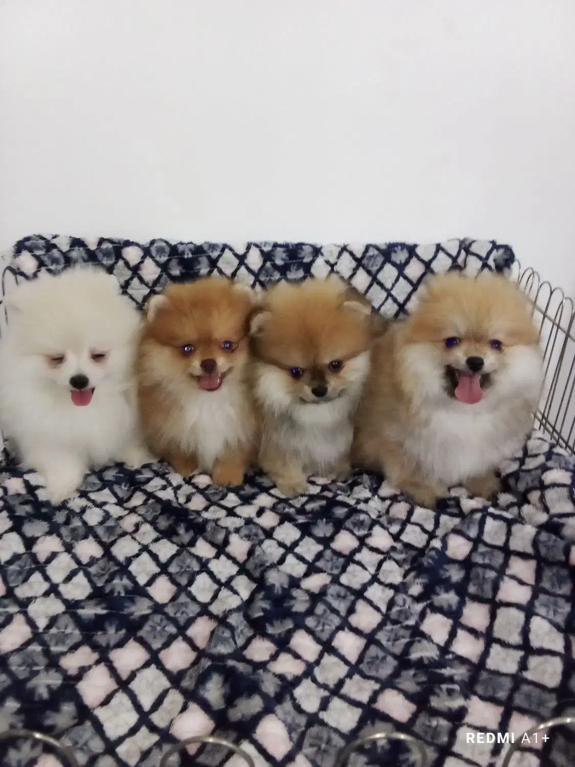 پامرانین دختروپسر|سگ|ساری, |دیوار