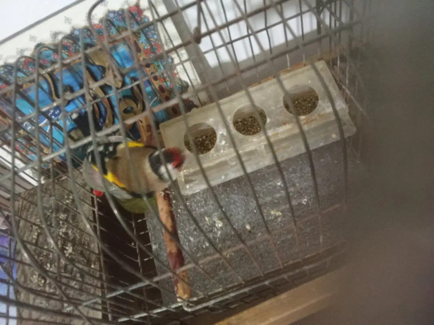 سهره عروسک|پرنده|قلقل رود, |دیوار