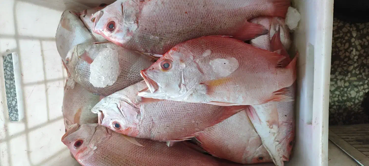 سلام انواع ماهی دریایی بوشهر رسید|ماهی|یزد, |دیوار