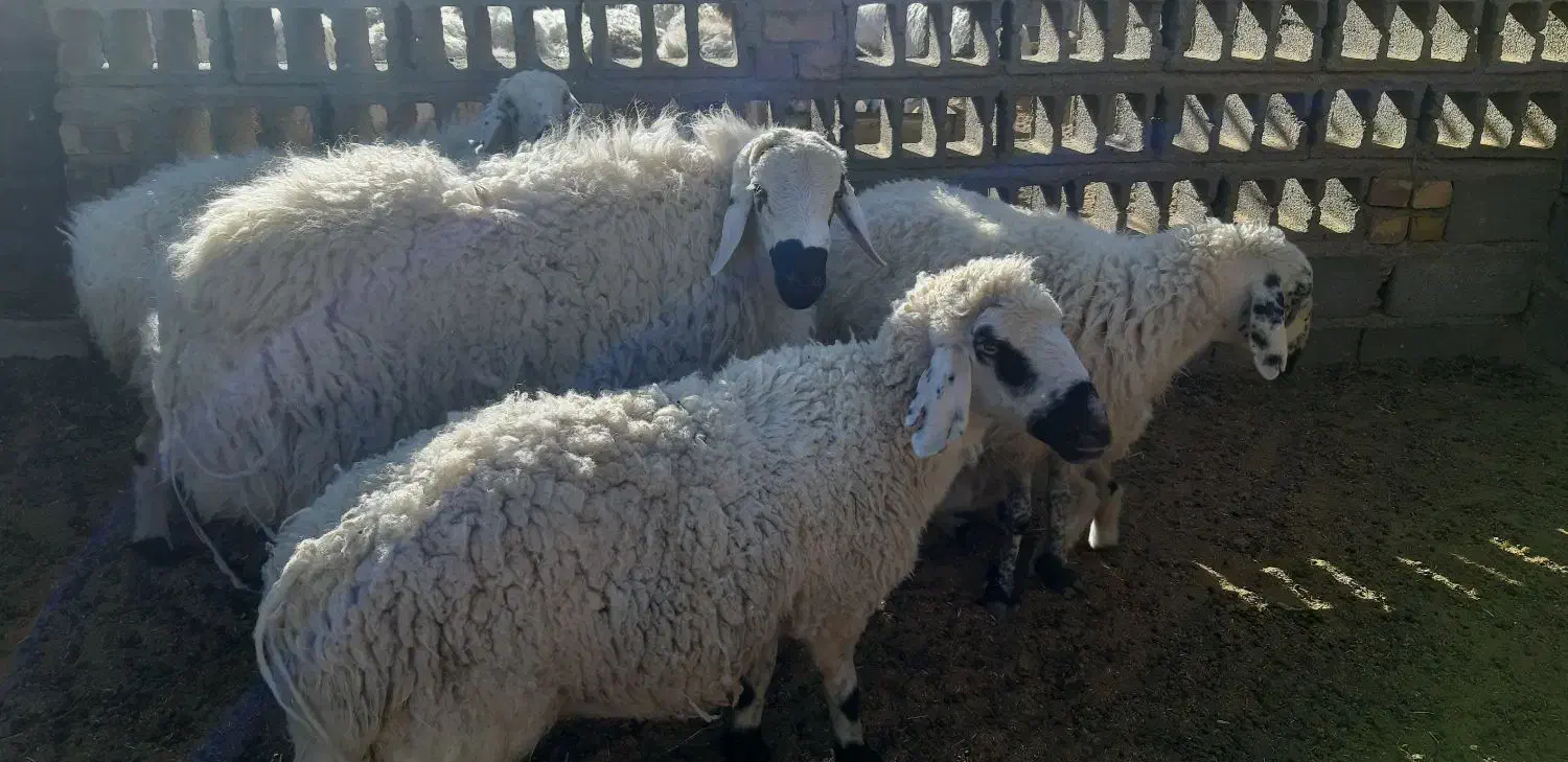 میش قوچ|حیوانات|تربت‌حیدریه, پائین ولایت|دیوار