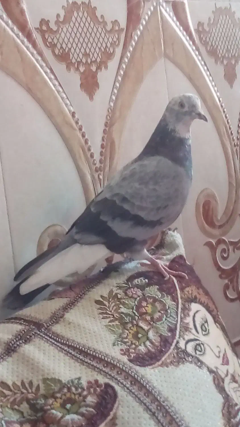 کبوتر گرفتنی|پرنده|زابل, |دیوار