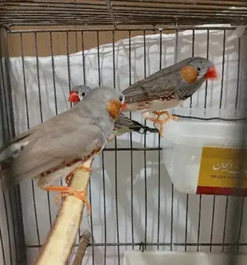 فنچ|پرنده|تهران, تسلیحات|دیوار