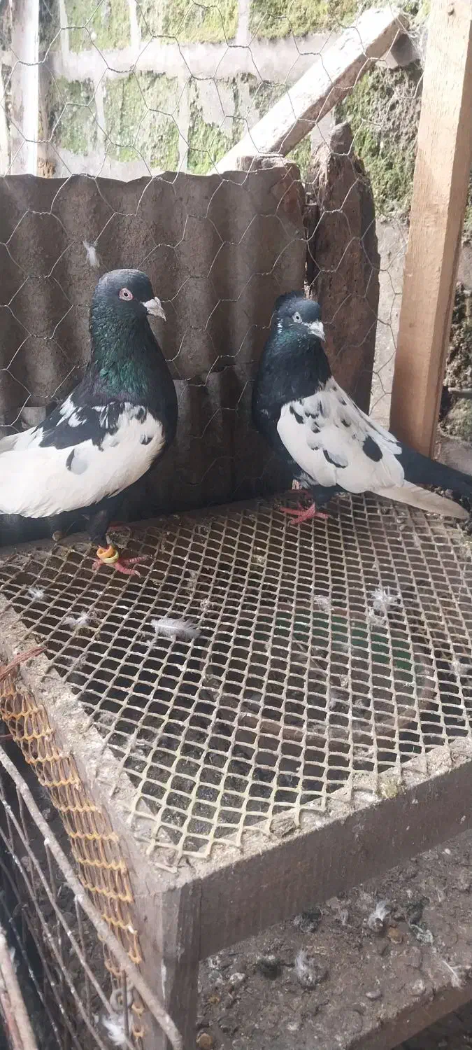 کبوتر سینه ای و پاک سفید|پرنده|رشت, فرزانه|دیوار